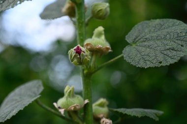 Dışarıda yetişen güzel çiçekler, yaz konsepti, yakın manzara.  