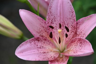 Güneşli yaz gününde bahçede yetişen güzel zambak çiçeği. 