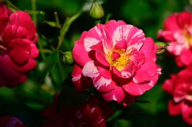 Güzel çiçek açan nilüfer çiçekleri yaz günü gölette büyür. 