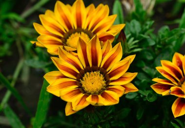 Güneşli yaz gününde bahçede yetişen güzel çiçekler. 