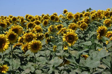 Güneşli yaz günlerinde çayırlarda yetişen güzel ayçiçeklerinin resimsel manzarası  