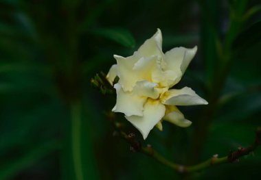 Güneşli yaz gününde bahçede yetişen güzel çiçekler. 