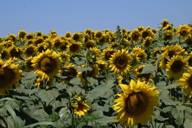 Güneşli yaz günlerinde çayırlarda yetişen güzel ayçiçeklerinin resimsel manzarası  