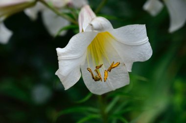Güneşli yaz gününde bahçede yetişen güzel çiçekler. 