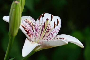 Güneşli yaz gününde bahçede yetişen güzel çiçekler. 