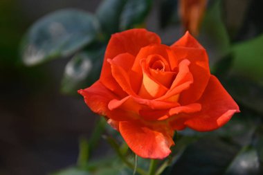 Güneşli yaz gününde bahçede yetişen güzel çiçekler. 