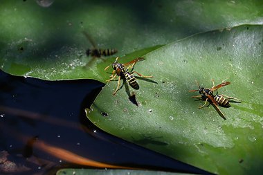 Yaz günü göletteki nilüfer yaprağı üzerindeki eşekarıları 