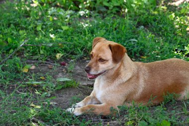 Tatlı köpek yaz günü dışarıda eğleniyor.