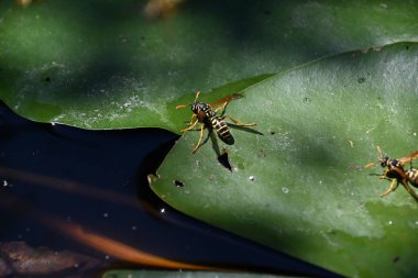 Yaz günü göletteki nilüfer yaprağı üzerindeki eşekarıları 