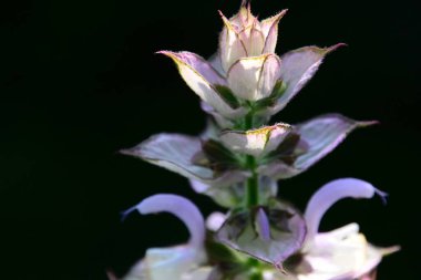 Güneşli yaz gününde bahçede yetişen güzel çiçekler. 