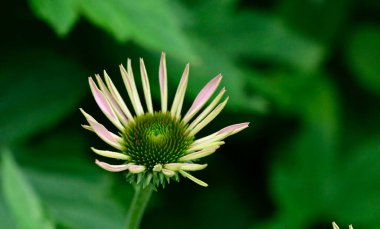 Güneşli yaz gününde bahçede yetişen güzel çiçekler. 