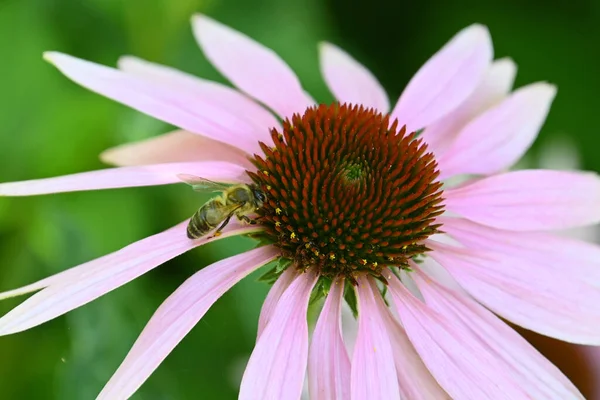 Hermosas Flores Que Crecen Jardín Verano Día Soleado — Foto de Stock