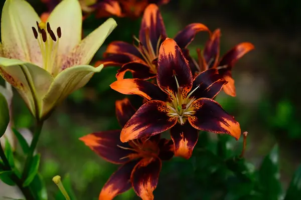 Bellissimi Gigli Che Crescono Giardino Estate Giornata Sole — Foto Stock