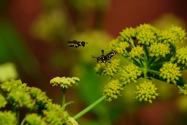 Flores Bonitas Crescendo Livre Conceito Verão Vista Próxima — Fotografia de Stock