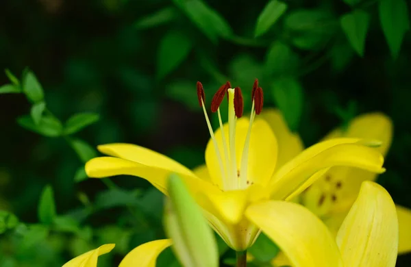 Beautiful Lilies Growing Garden Summer Sunny Day — Stock Photo, Image