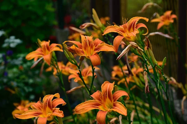 Güneşli Yaz Gününde Bahçede Yetişen Güzel Zambaklar — Stok fotoğraf