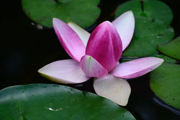 Mooie Bloeiende Lotus Groeien Vijver Zomerdag — Stockfoto