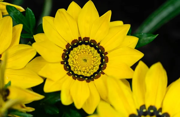 Hermosas Flores Que Crecen Jardín Verano Día Soleado — Foto de Stock