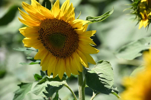 Picturesque View Beautiful Sunflowers Growing Meadow Summer Sunny Day — Stock Photo, Image