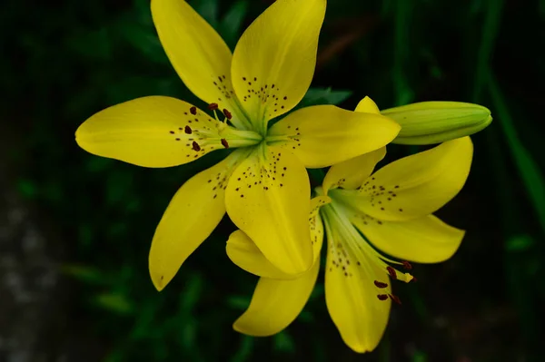 Schöne Lilien Wachsen Garten Sonnigen Sommertag — Stockfoto