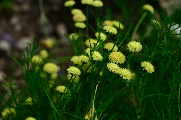 Belles Fleurs Poussant Dans Jardin Journée Ensoleillée Été — Photo