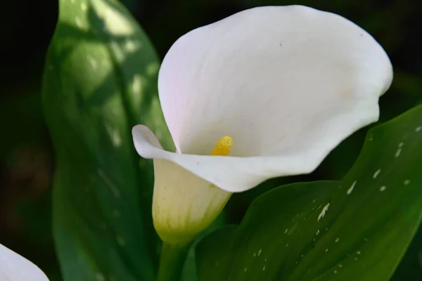 Belles Fleurs Poussant Dans Jardin Journée Ensoleillée Été — Photo