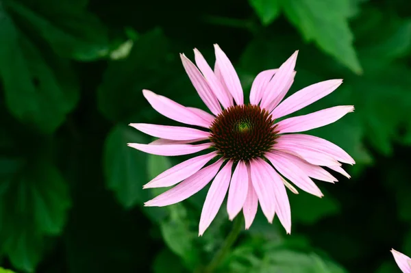 Mooie Bloemen Groeien Tuin Zomer Zonnige Dag — Stockfoto