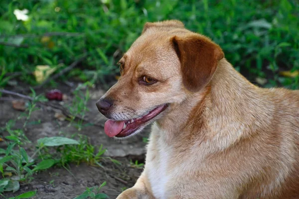 Netter Hund Hat Spaß Freien Einem Sommertag — Stockfoto