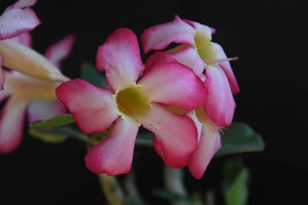 Belles Fleurs Sur Fond Sombre Concept Été Vue Rapprochée — Photo