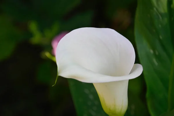 Belles Fleurs Poussant Dans Jardin Journée Ensoleillée Été — Photo