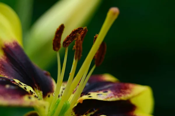 Hermosas Flores Que Crecen Jardín Verano Día Soleado — Foto de Stock