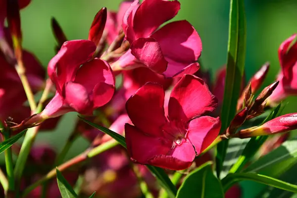 夏日阳光明媚的花园里 盛开着美丽的花朵 — 图库照片