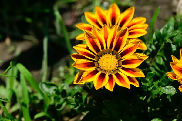 Bellissimi Fiori Che Crescono Giardino Estate Giornata Sole — Foto Stock