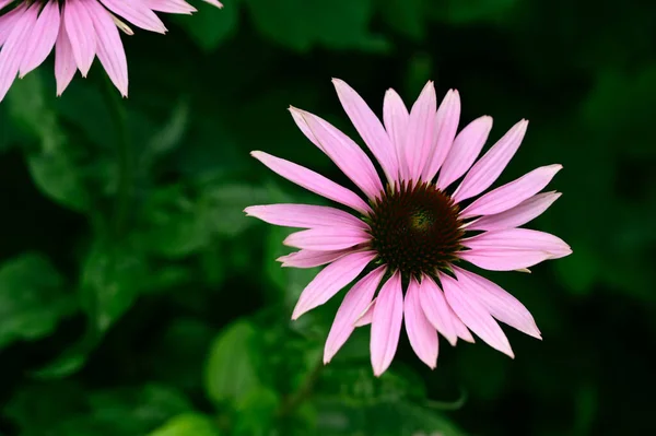 Schöne Blumen Wachsen Garten Sonnigen Sommertag — Stockfoto