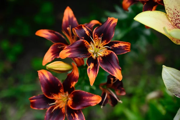 Mooie Lelies Groeien Tuin Zomer Zonnige Dag — Stockfoto