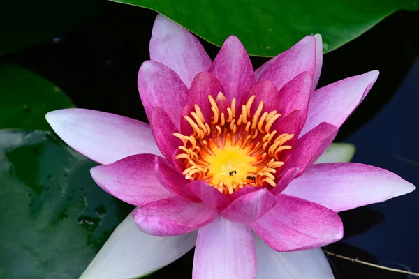 Beautiful Blooming Lotus Growing Pond Summer Day — Stock Photo, Image