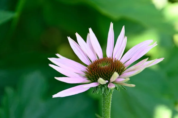 Hermosas Flores Que Crecen Jardín Verano Día Soleado — Foto de Stock