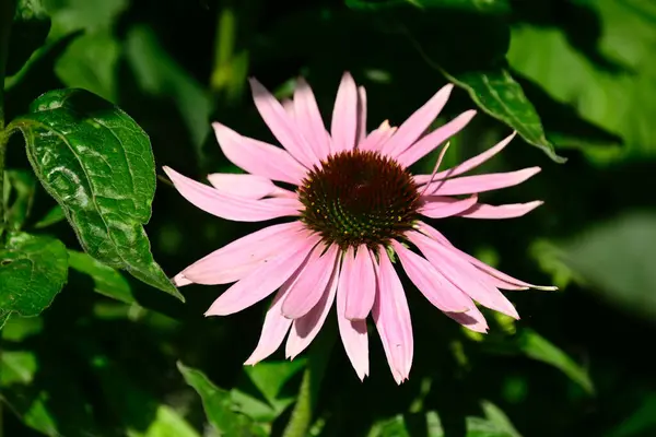 Bellissimi Fiori Che Crescono Giardino Estate Giornata Sole — Foto Stock