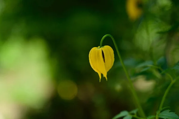 Bellissimi Fiori Che Crescono Giardino Estate Giornata Sole — Foto Stock