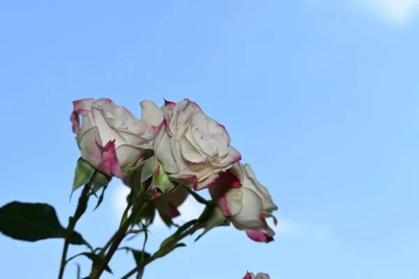Яркие Розы Голубом Фоне Неба — стоковое фото