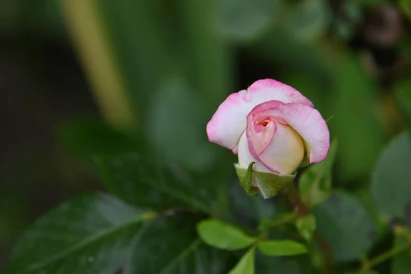 Bellissimi Fiori Che Crescono Giardino Estate Giornata Sole — Foto Stock