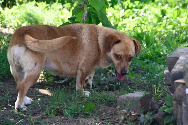 Bonito Cão Ter Diversão Livre Verão Dia — Fotografia de Stock