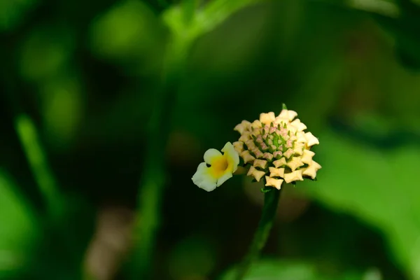 Hermosas Flores Que Crecen Jardín Verano Día Soleado — Foto de Stock