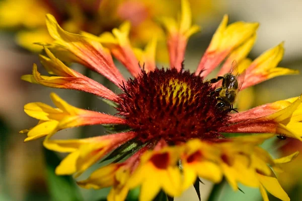 Bellissimi Fiori Che Crescono Giardino Estate Giornata Sole — Foto Stock