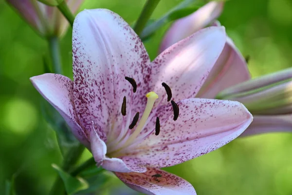 Lindas Flores Lírio Crescendo Jardim Verão Dia Ensolarado — Fotografia de Stock