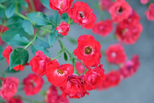 Beautiful Flowers Growing Garden Summer Sunny Day — Stock Photo, Image