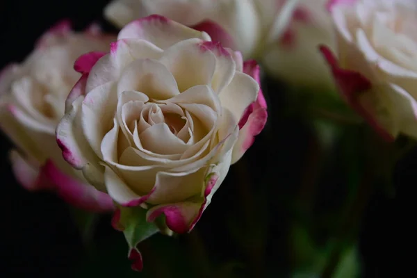 Όμορφα Τριαντάφυλλα Σκούρο Φόντο Καλοκαιρινό Concept Κοντινή Θέα — Φωτογραφία Αρχείου