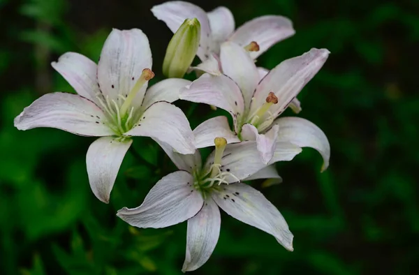 美丽的百合花在夏日的艳阳天长在花园里 — 图库照片