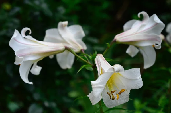 Hermosas Flores Que Crecen Jardín Verano Día Soleado — Foto de Stock