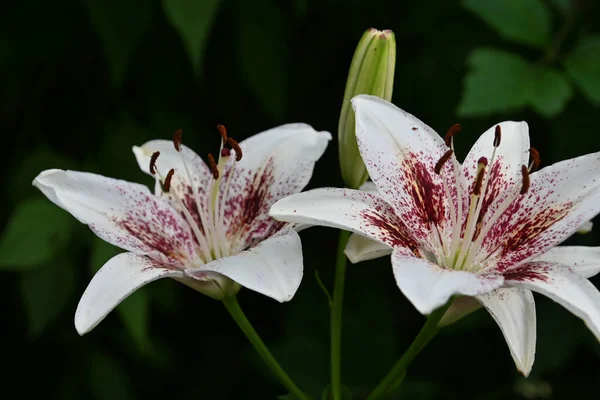 Mooie Lelie Bloemen Groeien Tuin Zomer Zonnige Dag — Stockfoto